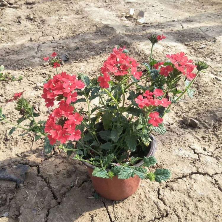 诺森美女樱基地出售 山东美女樱大量供应 价格优惠