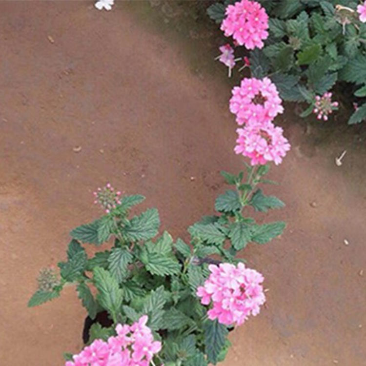 美女樱花海景观设计  美女樱小苗供应商 