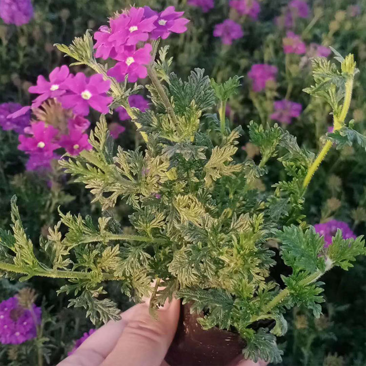 腾东  美女樱花海 细叶美女樱价格 花期长 耐观赏