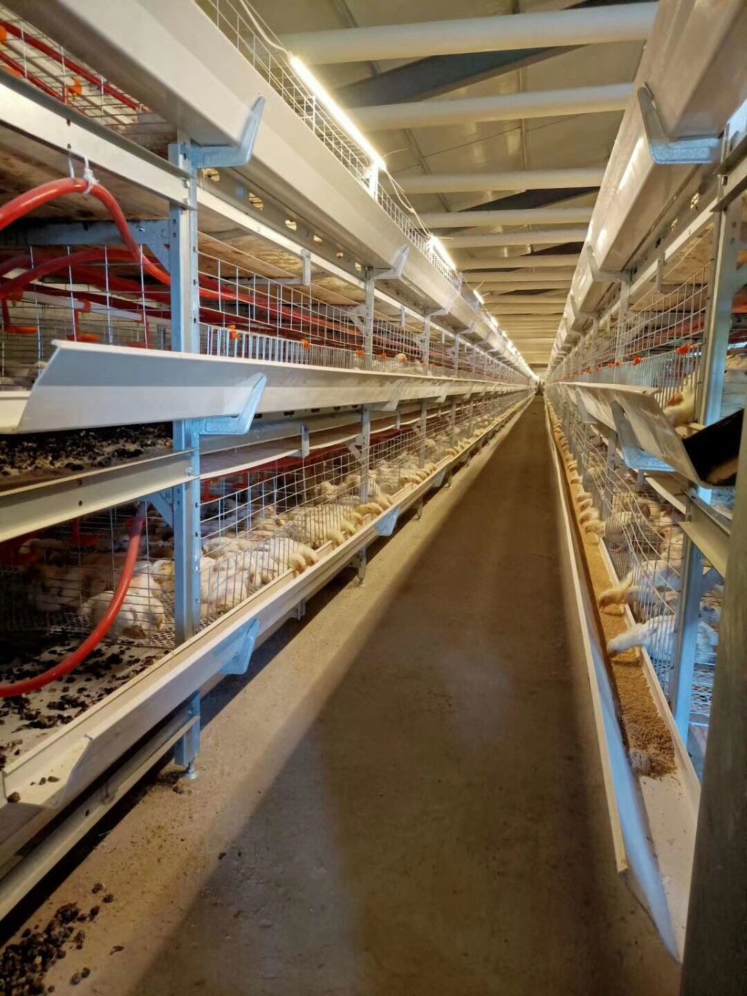 江苏山东富博自动清粪肉鸡笼H型框架笼养鸡设备三层层叠式肉鸡笼
