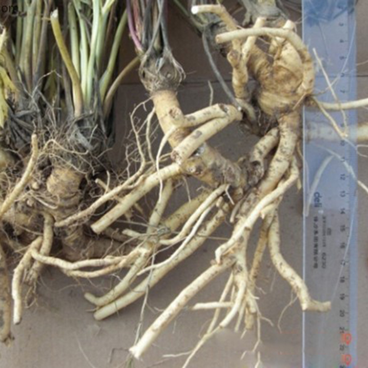 防风种子 防风种植田间管理