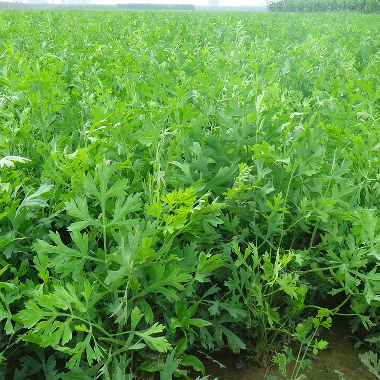 药材种苗种植 防风种子供应 防风种苗优质种苗 吴先彬