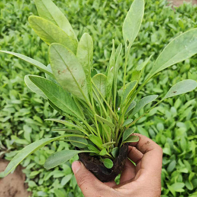 苗圃供应的金鸡菊批发 量大从优价格优惠