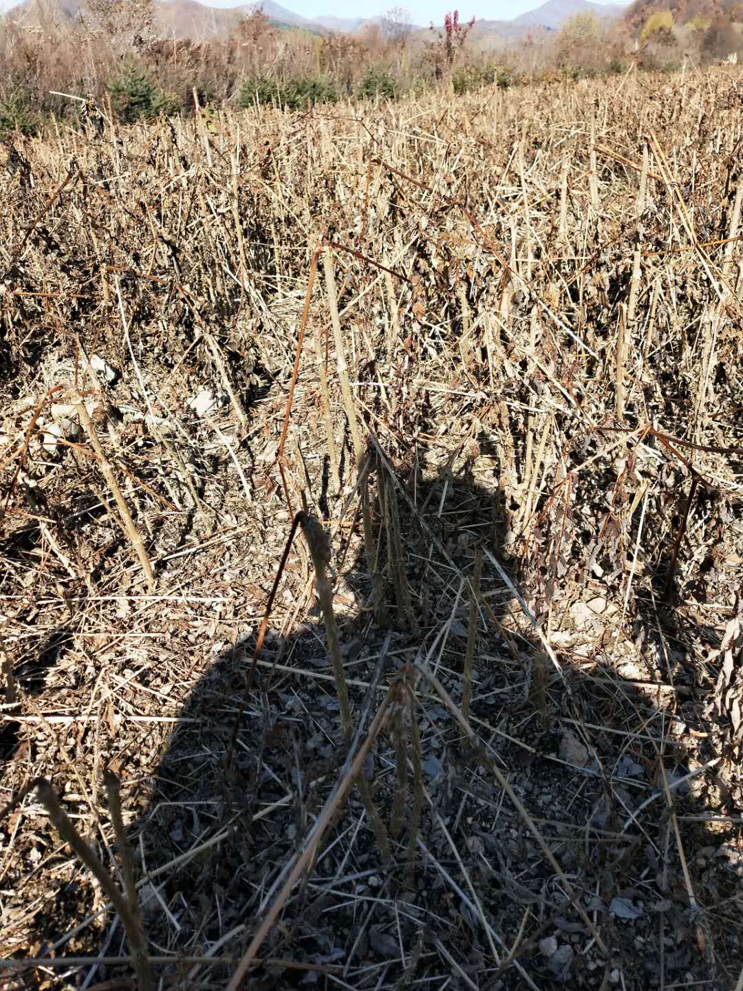 刺嫩芽苗批发 存活率高刺嫩芽苗 刘家苗圃刺嫩芽苗