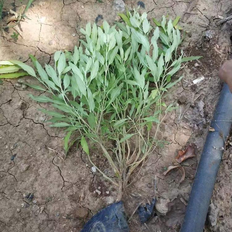 德聚仁和金叶莸 可作为观叶观花植物 金叶犹小苗批发
