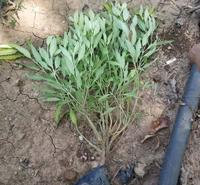 德聚仁和金叶莸 可作为观叶观花植物 金叶犹小苗批发