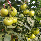 天宫一号 番茄种子   大果  西红柿种子  越冬品种 高产 抗病性强