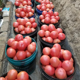 德莱7014  西红柿种子 番茄种子  抗病性强 高产  越冬