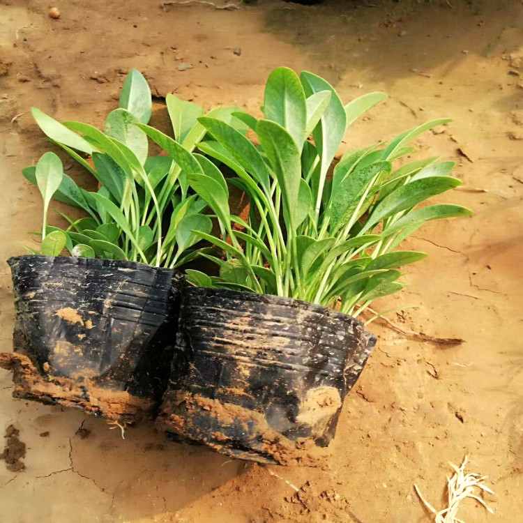 金鸡菊批发价格 金鸡菊销售 供应大花金鸡菊 金鸡菊小苗