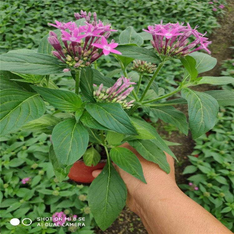 繁星花 五星花基地批发报价青州