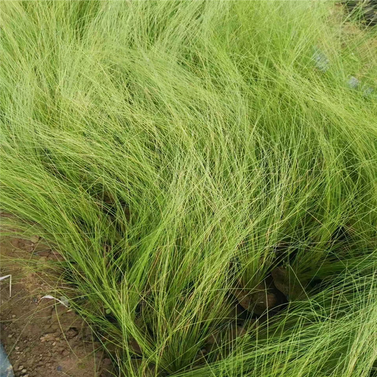 高品质细茎针茅种植基地 江瑞园艺细茎针茅批发 细茎针茅出售价格
