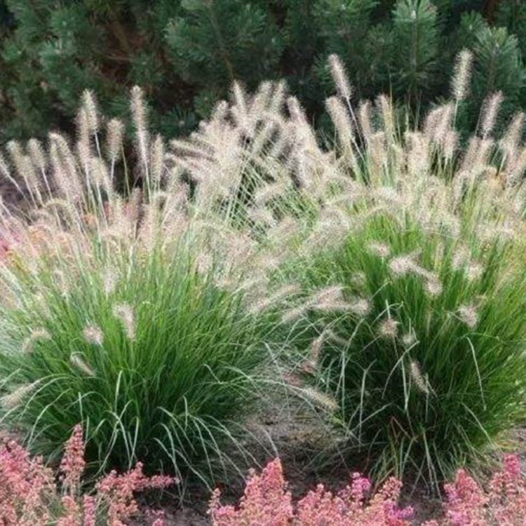 狼尾草 山东丛生狼尾草种植基地 宿根狼尾草量大优惠