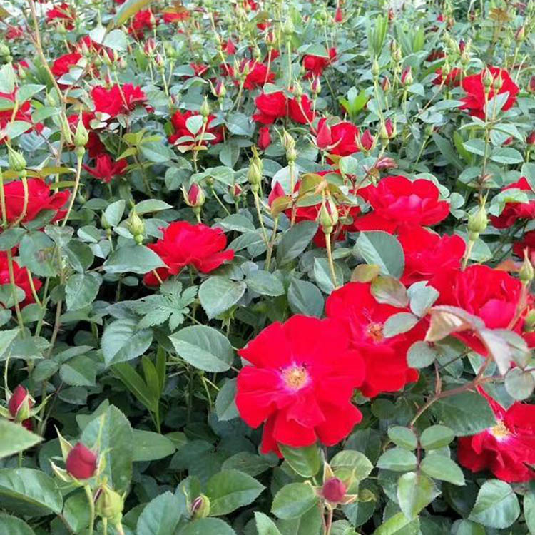 月季小苗 批发黄月季小苗基地 月季花苗种植基地