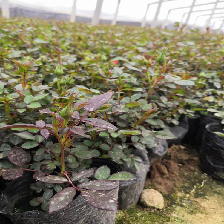品种多样 花色多种的月季小苗种植基地 锦川花卉苗木