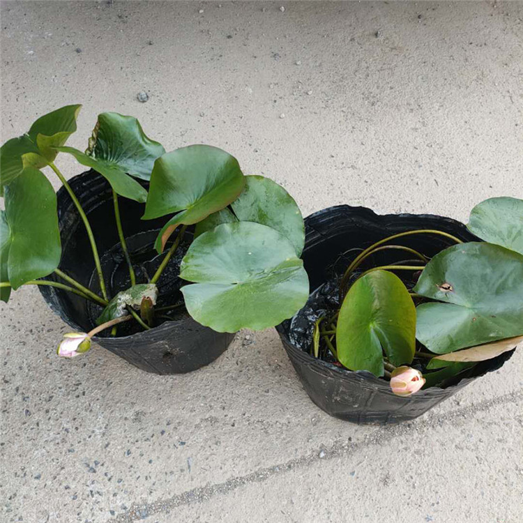  池塘绿化荷花 水生植物培育基地 俊红花卉品类全 价格低 欢迎来基地参观