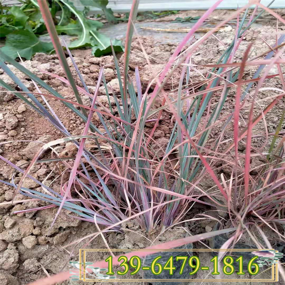 须芒草营养钵苗价格 须芒草小苗种植基地 山东青州货源