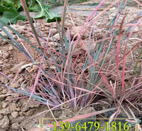 须芒草营养钵苗价格 须芒草小苗种植基地 山东青州货源