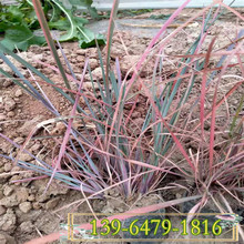 须芒草营养钵苗价格 须芒草小苗种植基地 山东青州货源