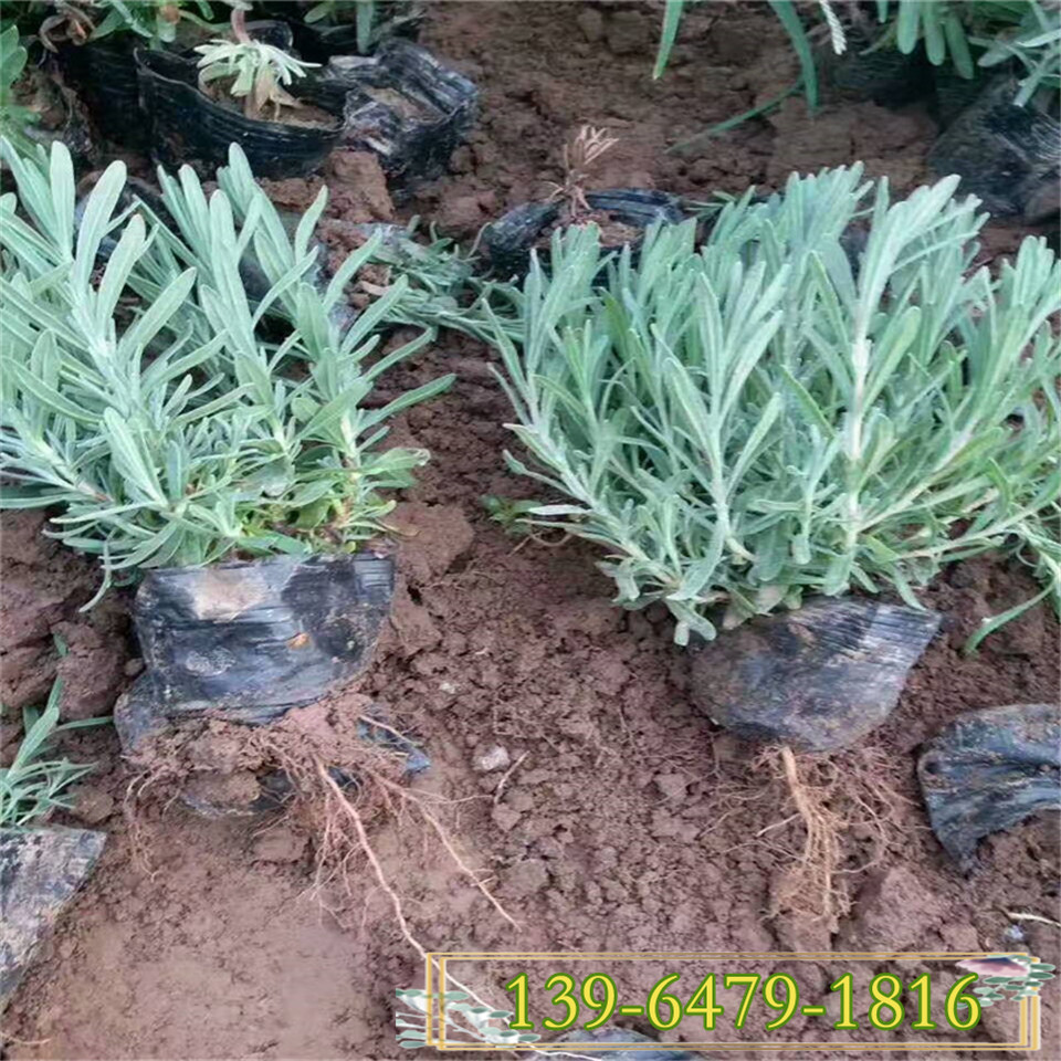 青州薰衣草大量批发 常年供应营养杯薰衣草小苗
