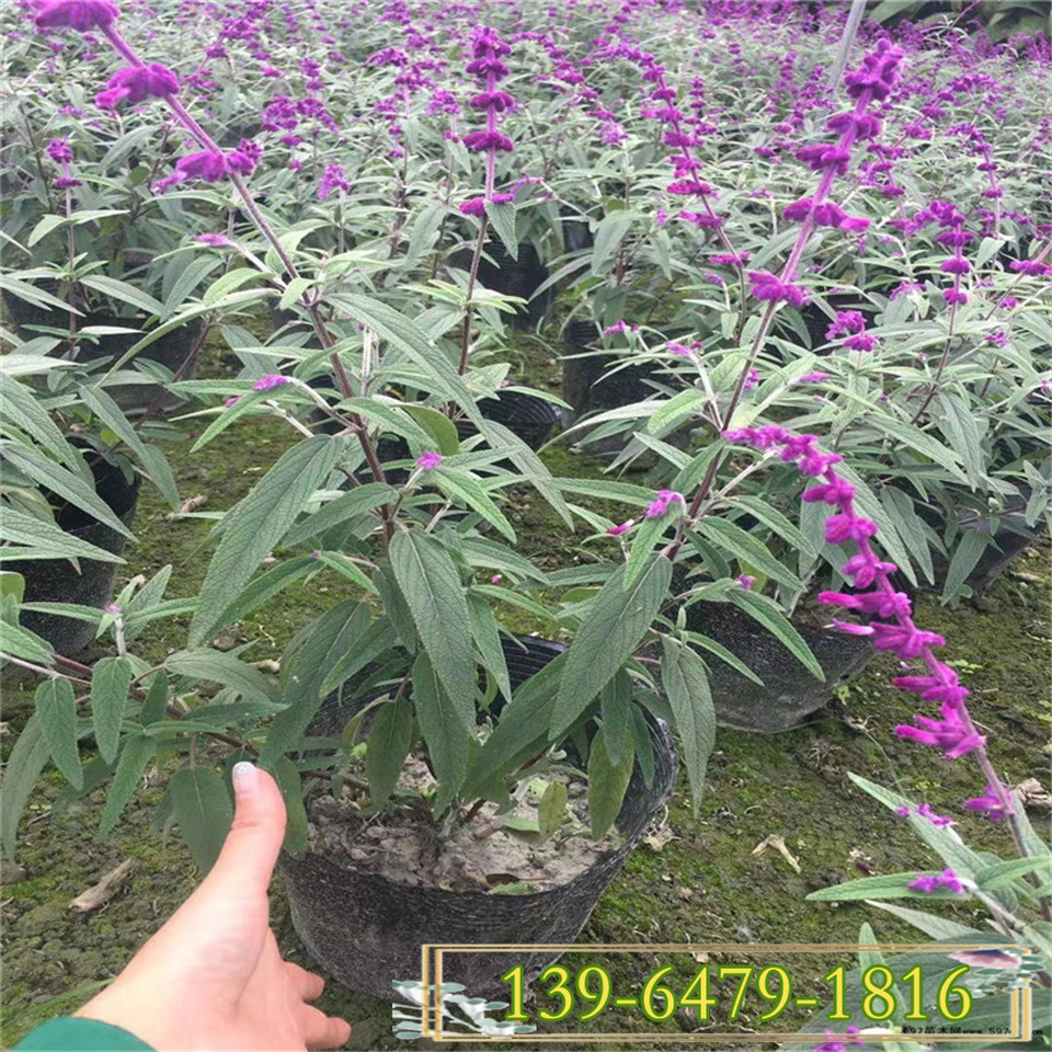  蓝绒鼠尾草花期 一串蓝鼠尾草小苗 宿根花卉墨西哥鼠尾草盆苗