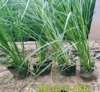 须芒草种苗种植基地  须芒草小苗价格 四川宿根多年生观赏草种植