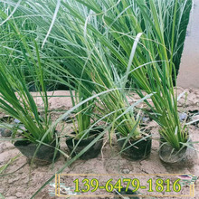 须芒草种苗种植基地  须芒草小苗价格 四川宿根多年生观赏草种植