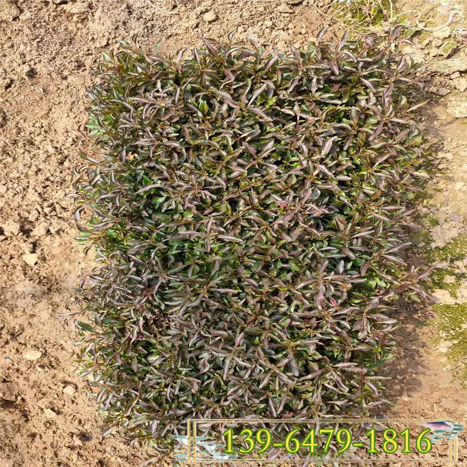 基地大量供应黄色五色草小苗 穴盘苗五色草 四川营养钵五色草