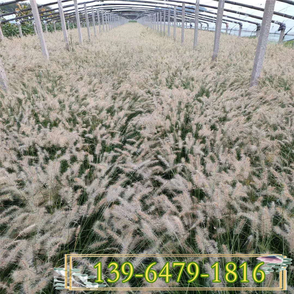 小兔子狼尾草小苗 小布尼狼尾草营养钵苗 山东观赏草