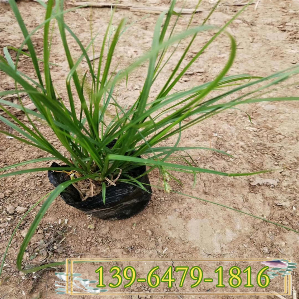 小兔子狼尾草带土苗 贵州基地种植小兔子狼尾草小苗