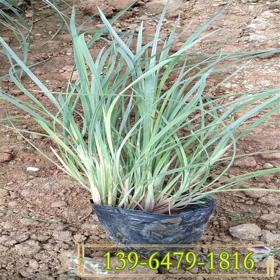 须芒草小杯苗种植基地  须芒草图片 青州多年生观赏草种植