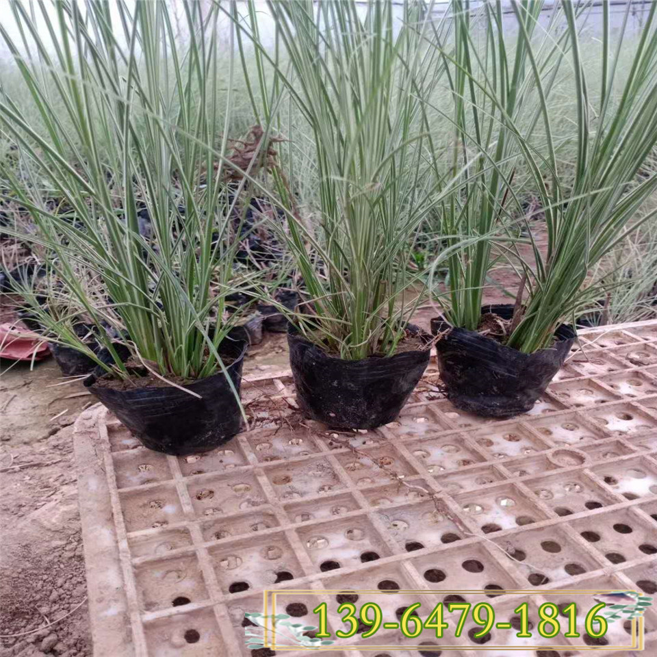 细叶芒草带土苗 盆栽多芽细叶芒 山东水生观赏草批发市场