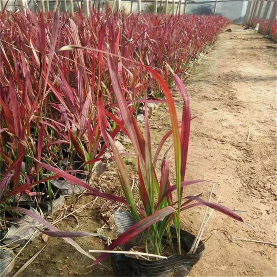 日本血草种苗 红色观赏草图片 青州日本血草小苗