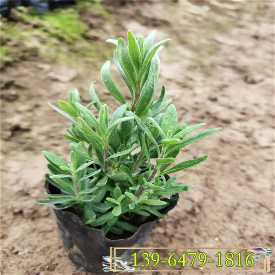 耐寒植物薰衣草幼苗 山东耐贫瘠薰衣草花苗 抗冻耐旱植物