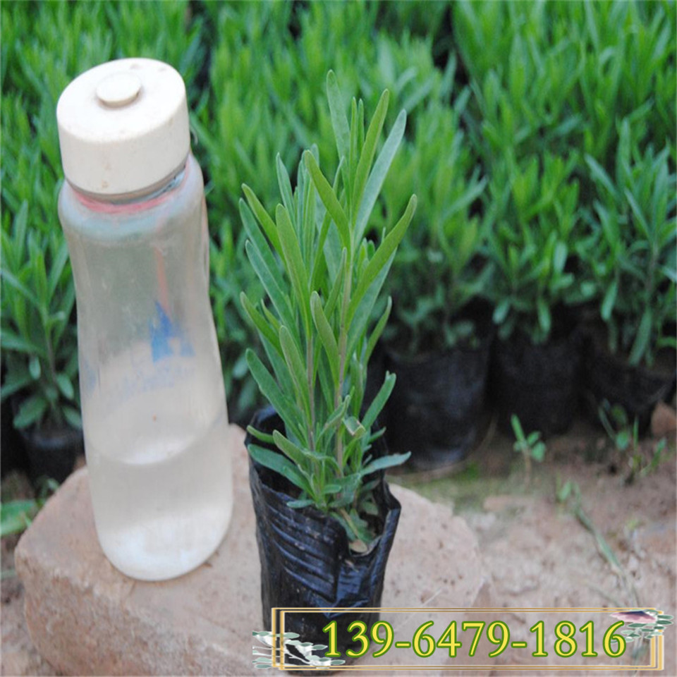 四川薰衣草花苗 薰衣草小苗 宿根花卉园艺植被花海 花海策划