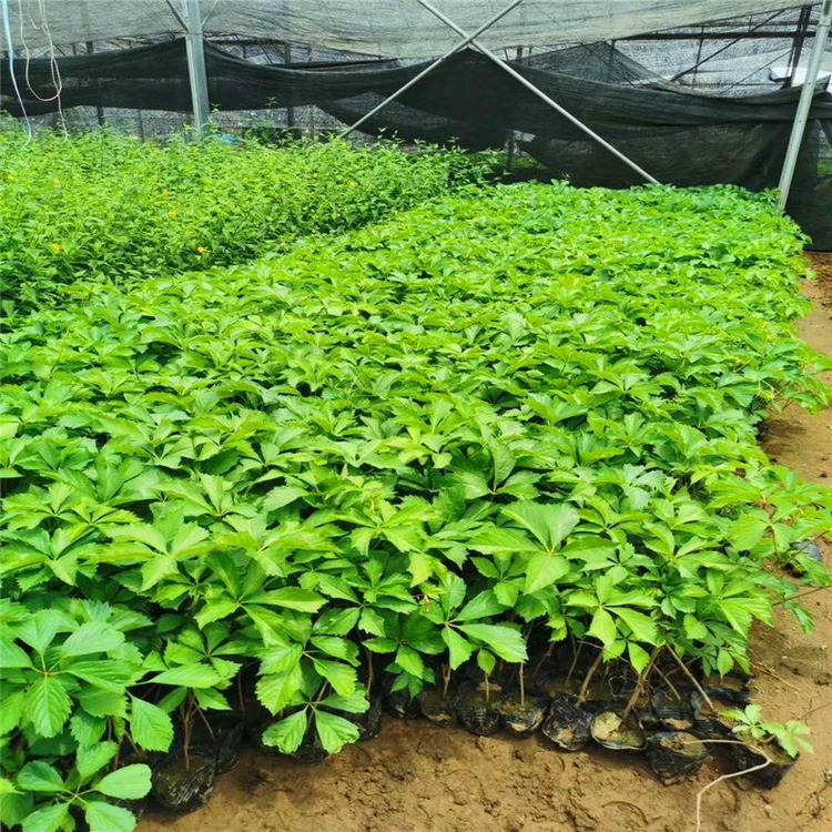 爬山虎批发 基地爬山虎价格 爬藤植物