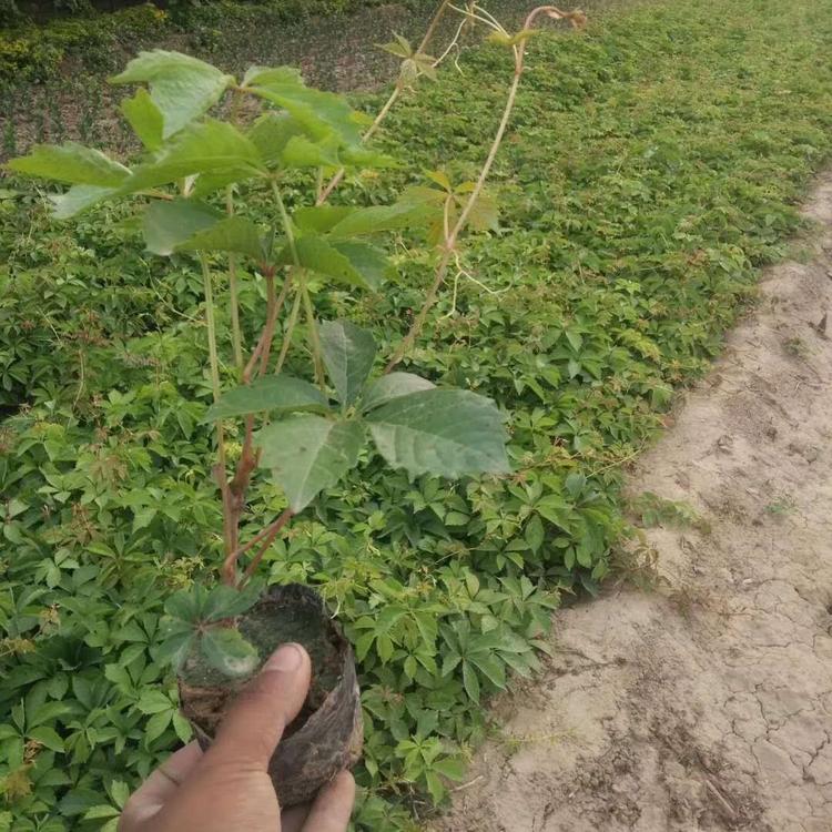 三叶地锦批发价格