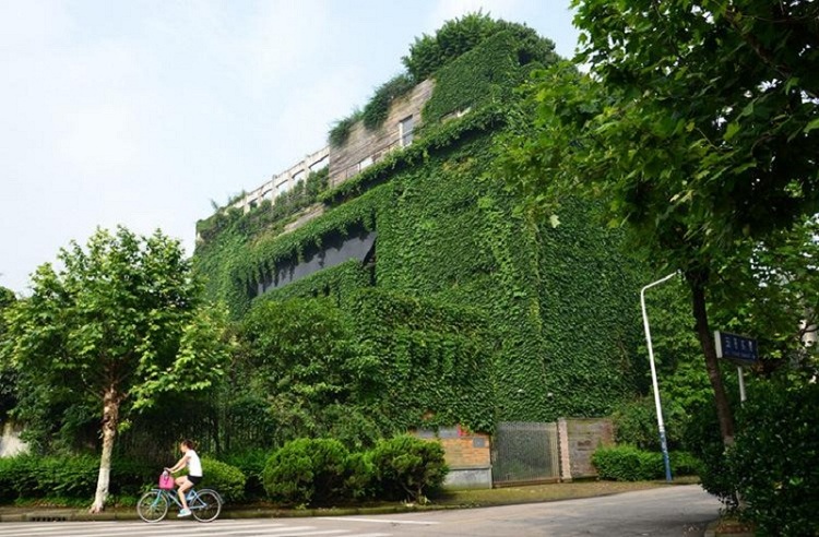 三叶地锦杯苗厂家 三叶地锦苗批发