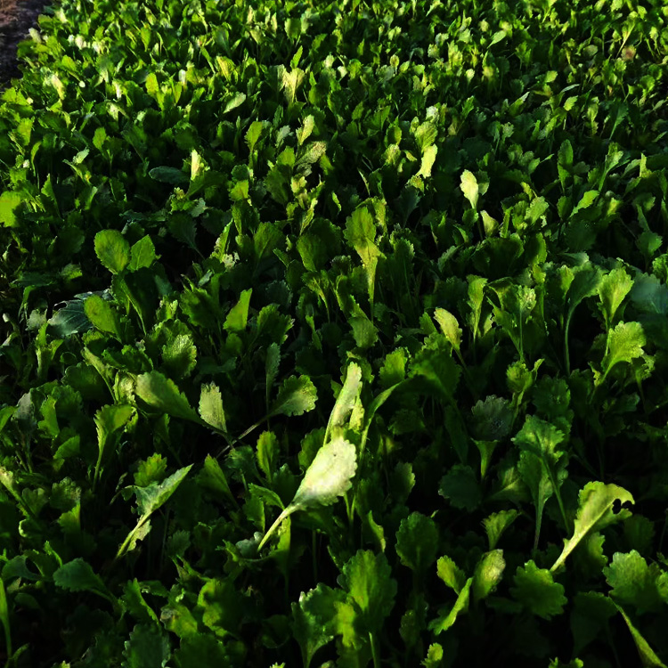 大滨菊小苗  大滨菊报价表 宿根花卉种植出售夏杰花卉