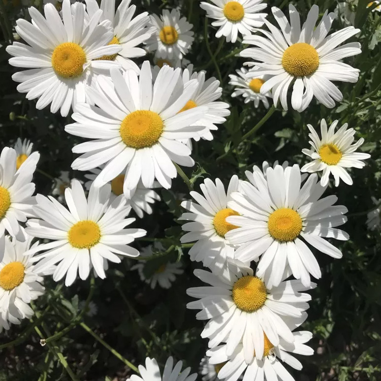 大滨菊价格 大滨菊出售 大滨菊种植基地  夏杰花卉 
