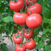 德莱五号：植株长势强健  番茄种子  中等叶片  西红柿种子  供应进口种子