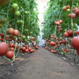 德莱328  综合抗性好 番茄种子   抗线虫 西红柿种子   产量高  抗病毒 金鹏