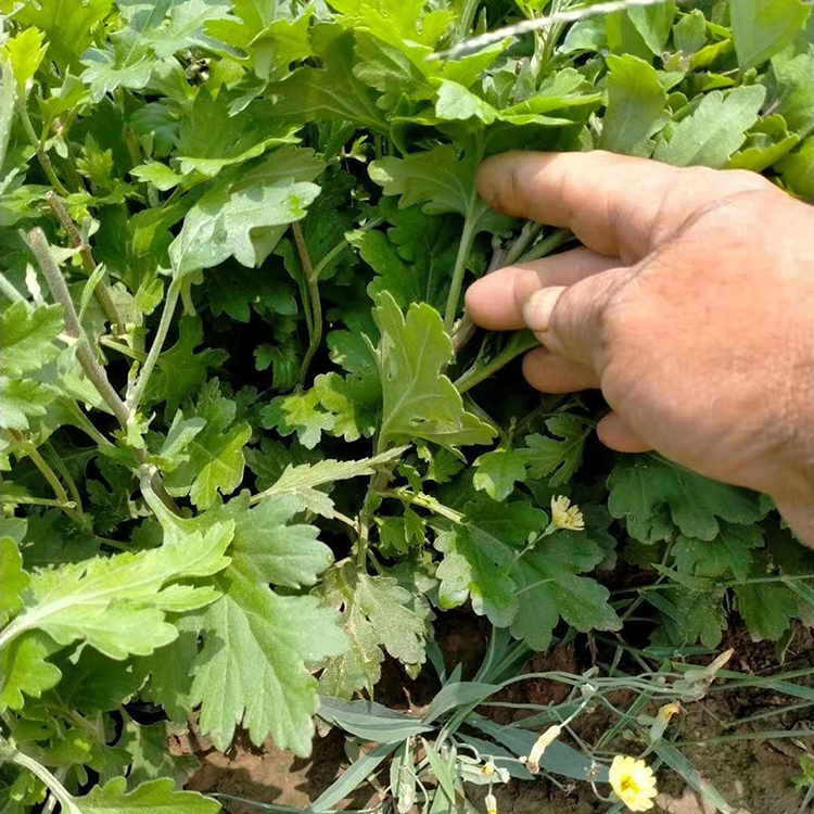 观赏盆栽地被菊 基地批发 量大优惠