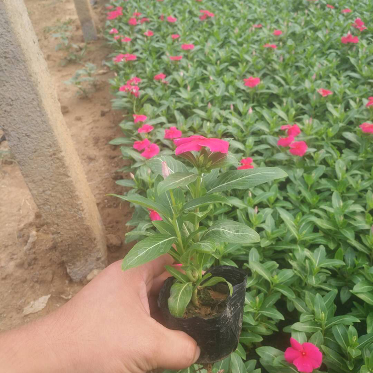长春花 天天开花苗 袋苗 杯苗 天天开种植基地 现货供应