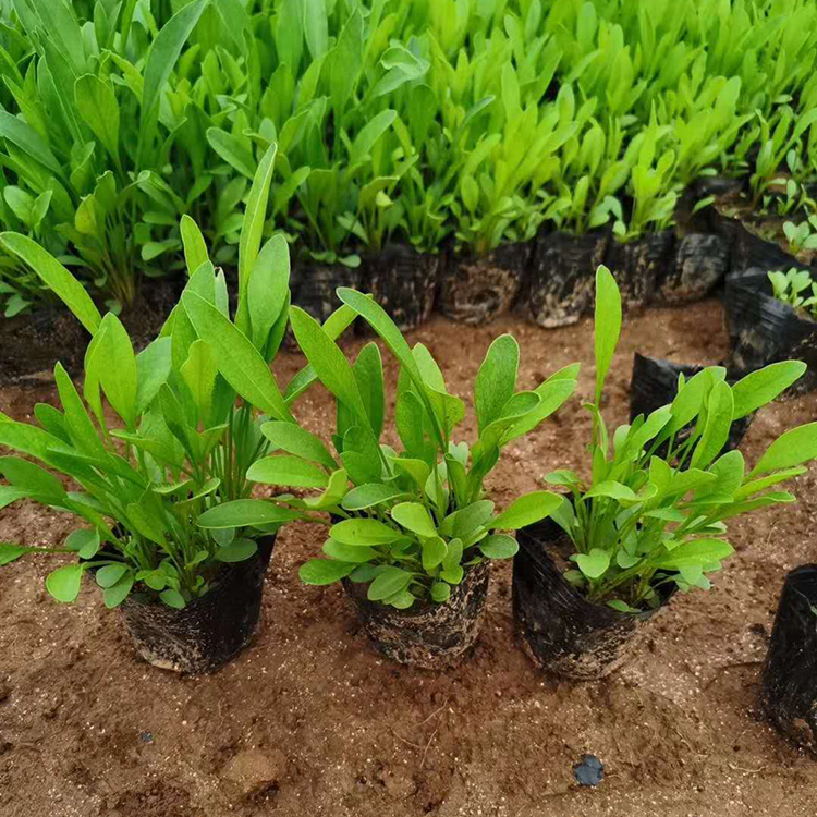 金鸡菊小苗 海派园艺批发 大量观赏金鸡菊