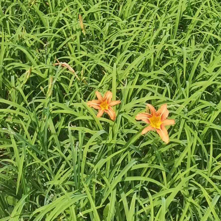 海派园艺 大花萱草小苗批发 绿化草供应
