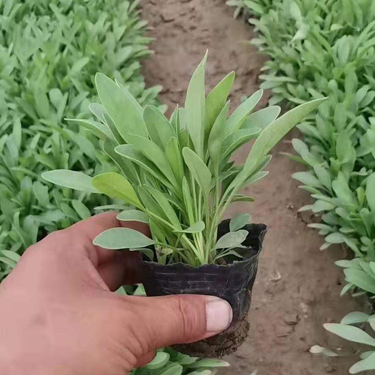 好苗售卖地批发的盆栽金鸡菊  耐寒耐旱
