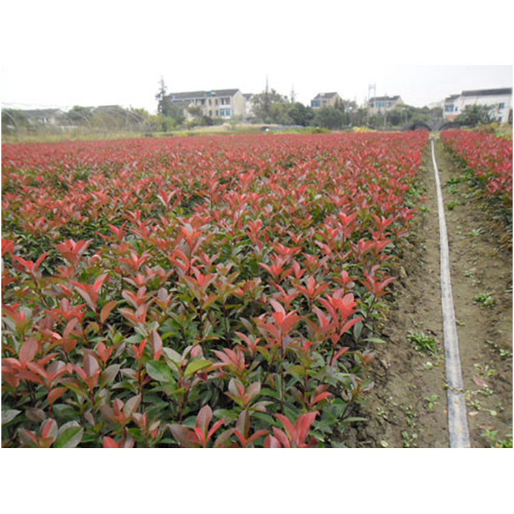 馨硕苗木   红叶石楠杯苗 1.8米红叶石楠球 基地销售