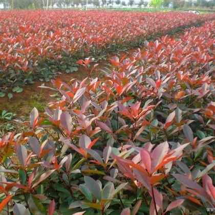 种植基地 出售红叶石楠  红叶石楠球产地销售 价格优惠