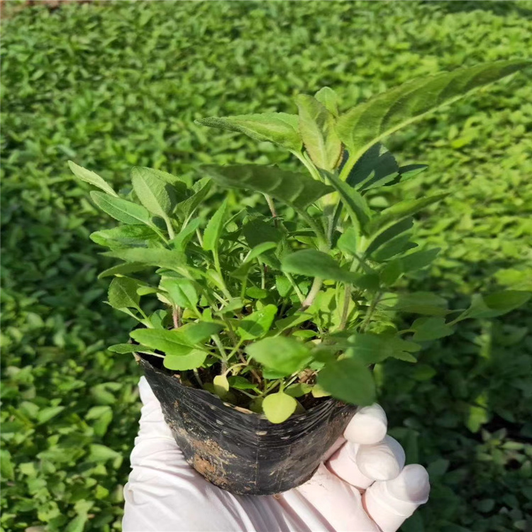 婆婆纳 婆婆纳杯苗价格 青州地被草花批发