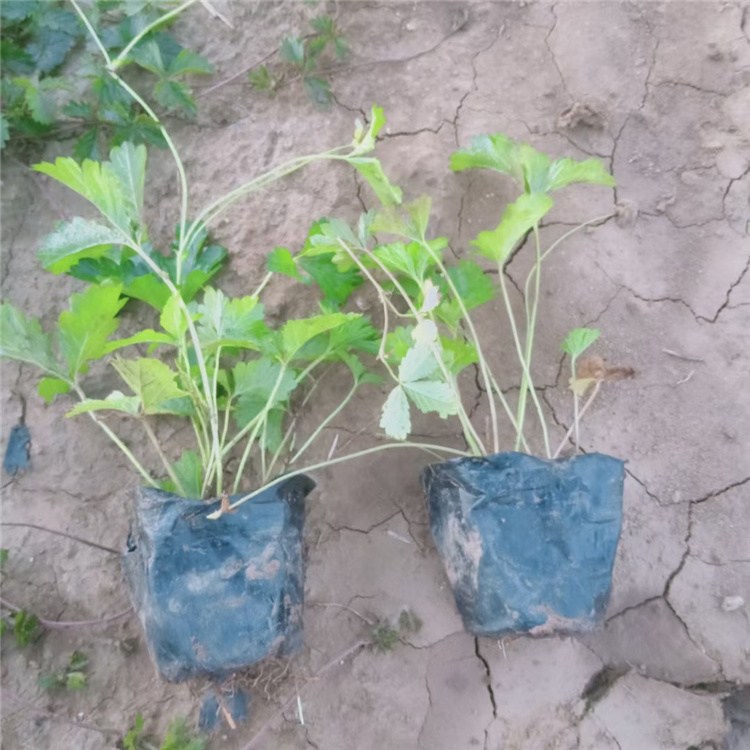 杯苗三叶委陵菜价格 三叶委陵菜价格 山东三叶委陵菜